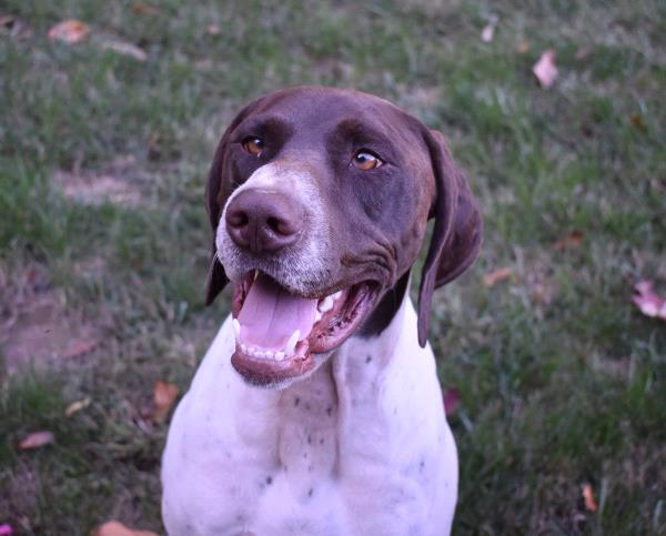 /images/uploads/southeast german shorthaired pointer rescue/segspcalendarcontest2019/entries/11687thumb.jpg